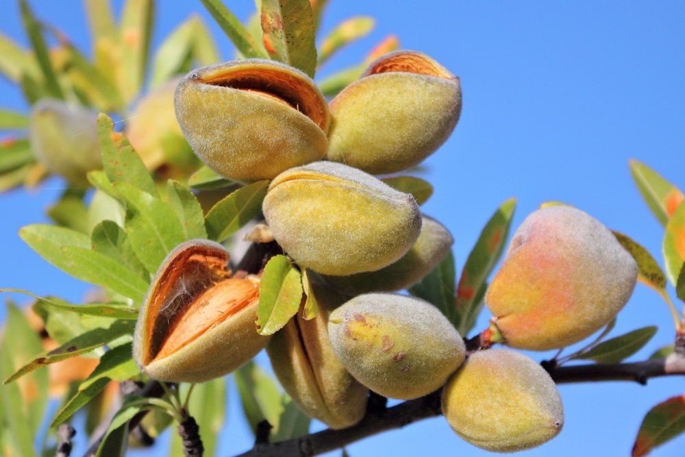 Almond Tree