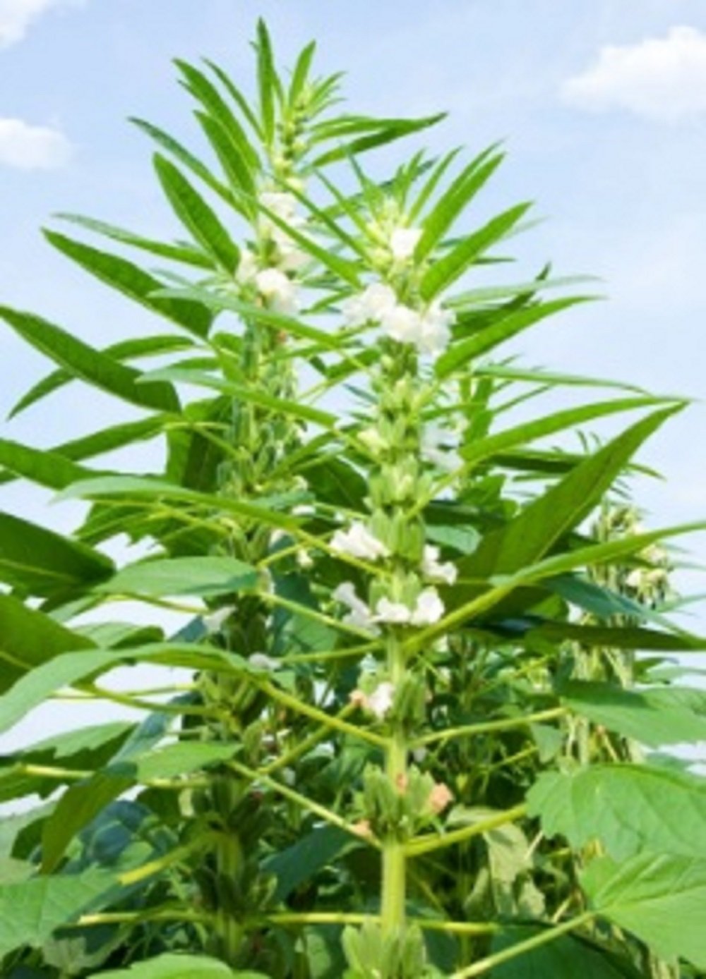 Lupin Tree